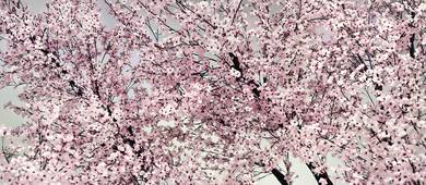 Bloom2014200 x 398 cm, C-Print/Diasec© Thomas DemandVG Bild Kunst, Bonn